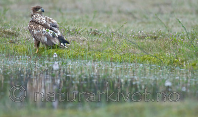 BB 09 0079 / Haliaeetus albicilla / Havørn